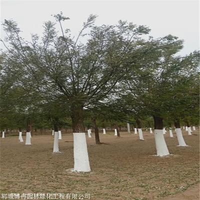 菏泽市场15公分速生国槐价格与园林绿化工程解析