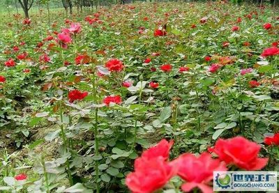 张家港市绿怡园林景观工程 匠心筑梦，绿意盎然的世界工厂情缘