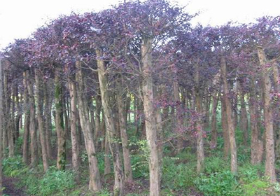 红花继木与绿花苗木 合肥园林绿化工程的双璧