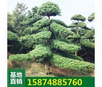 绿化工程与园林绿化工程 构建生态宜居城市的双重引擎