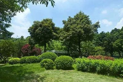 园林绿化苗木品种的科学选择 营造可持续的生态美景